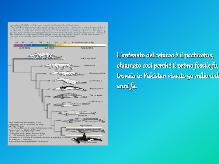 L’antenato del cetaceo è il pachicetus, chiamato così perché il primo fossile fu trovato