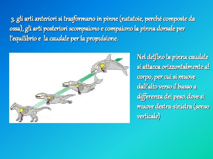 3. gli arti anteriori si trasformano in pinne (natatoie, perché composte da ossa), gli