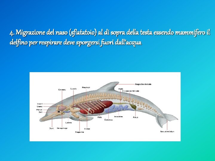 4. Migrazione del naso (sfiatatoio) al di sopra della testa essendo mammifero il delfino