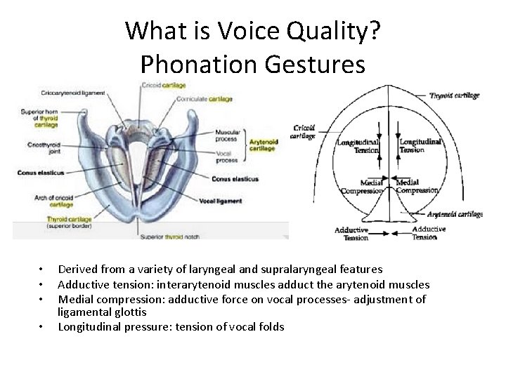 What is Voice Quality? Phonation Gestures • • Derived from a variety of laryngeal