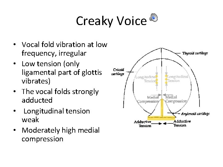 Creaky Voice • Vocal fold vibration at low frequency, irregular • Low tension (only