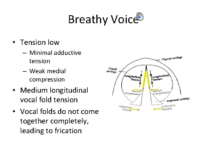 Breathy Voice • Tension low – Minimal adductive tension – Weak medial compression •