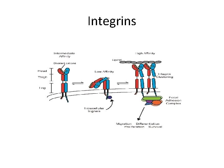Integrins 
