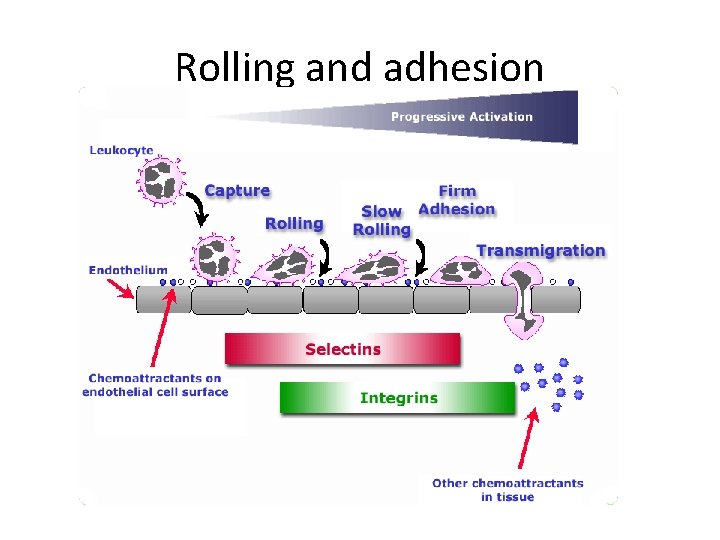 Rolling and adhesion 