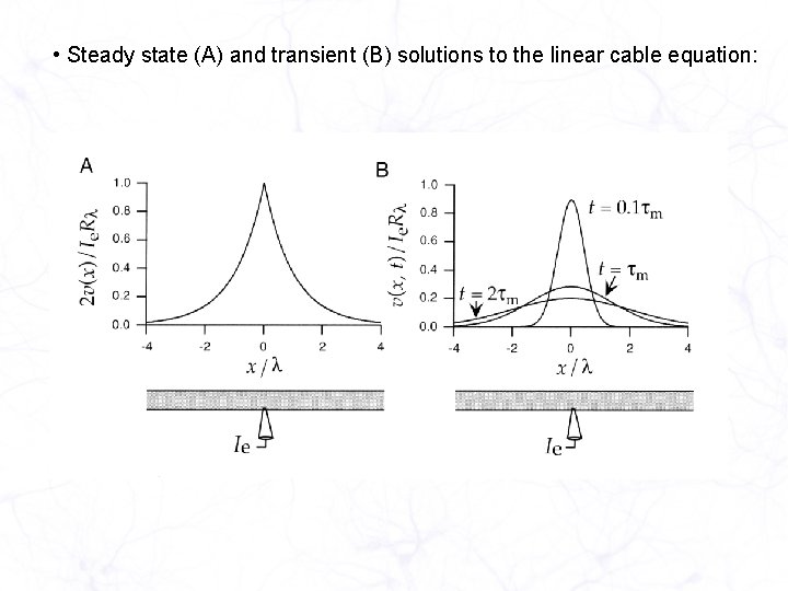  • Steady state (A) and transient (B) solutions to the linear cable equation: