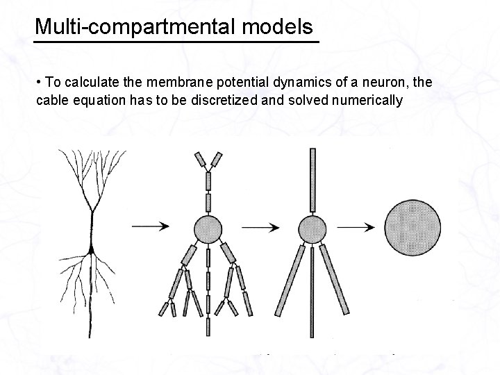 Multi-compartmental models • To calculate the membrane potential dynamics of a neuron, the cable