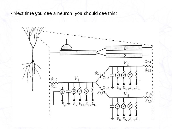  • Next time you see a neuron, you should see this: 