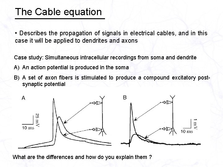 The Cable equation • Describes the propagation of signals in electrical cables, and in