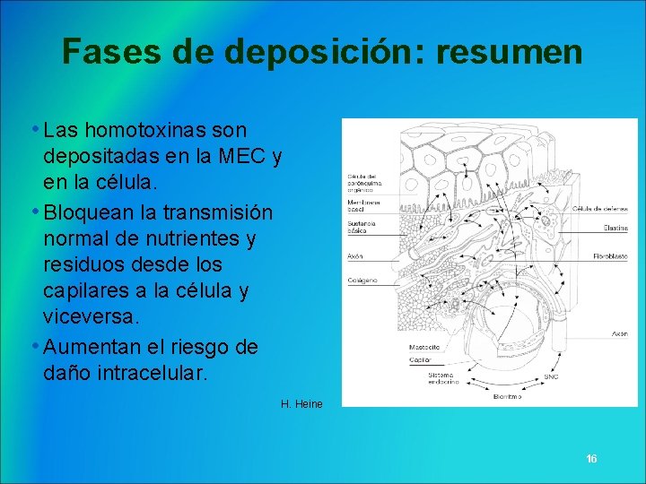 Fases de deposición: resumen • Las homotoxinas son depositadas en la MEC y en