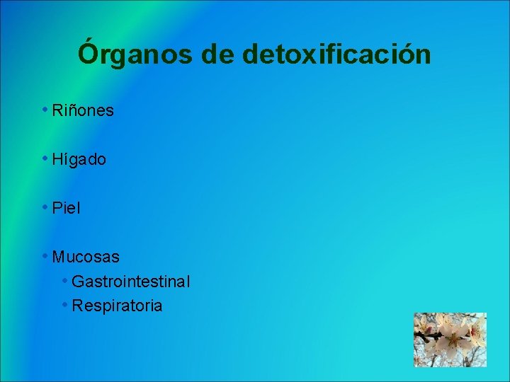 Órganos de detoxificación • Riñones • Hígado • Piel • Mucosas • Gastrointestinal •