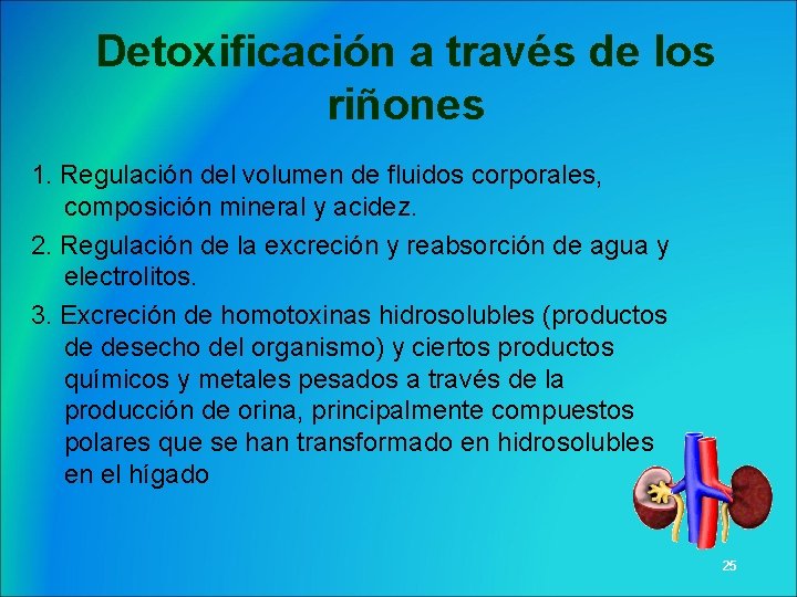 Detoxificación a través de los riñones 1. Regulación del volumen de fluidos corporales, composición