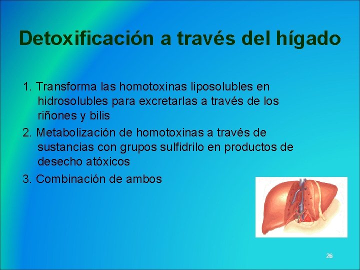 Detoxificación a través del hígado 1. Transforma las homotoxinas liposolubles en hidrosolubles para excretarlas