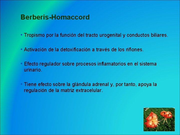 Berberis-Homaccord • Tropismo por la función del tracto urogenital y conductos biliares. • Activación