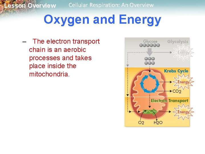 Lesson Overview Cellular Respiration: An Overview Oxygen and Energy – The electron transport chain