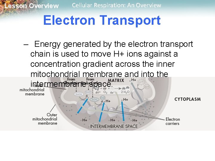 Lesson Overview Cellular Respiration: An Overview Electron Transport – Energy generated by the electron