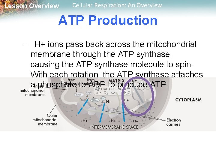 Lesson Overview Cellular Respiration: An Overview ATP Production – H+ ions pass back across