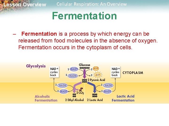 Lesson Overview Cellular Respiration: An Overview Fermentation – Fermentation is a process by which