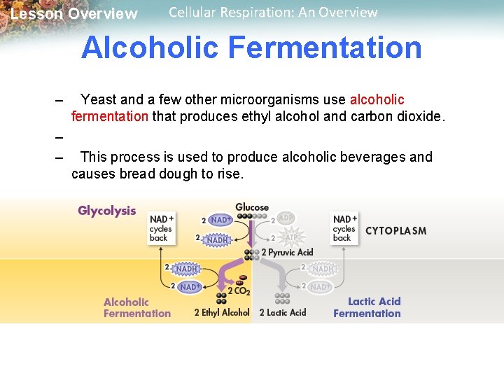 Lesson Overview Cellular Respiration: An Overview Alcoholic Fermentation – – – Yeast and a