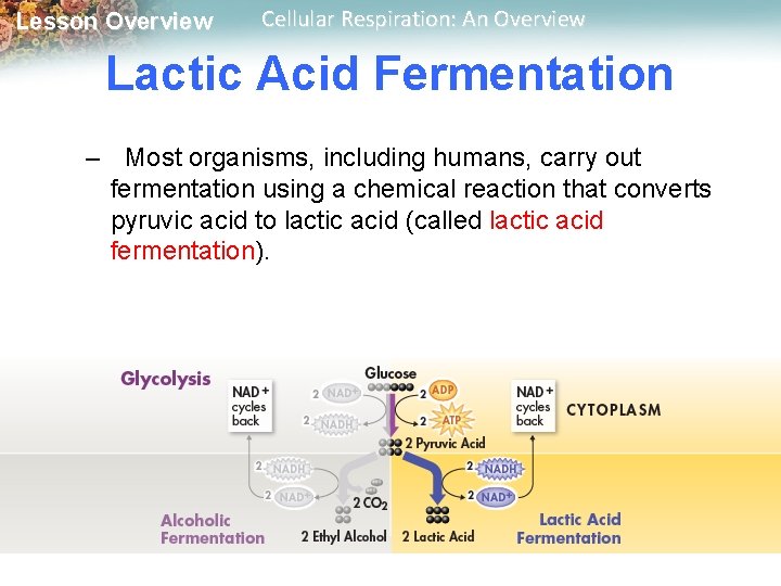 Lesson Overview Cellular Respiration: An Overview Lactic Acid Fermentation – Most organisms, including humans,