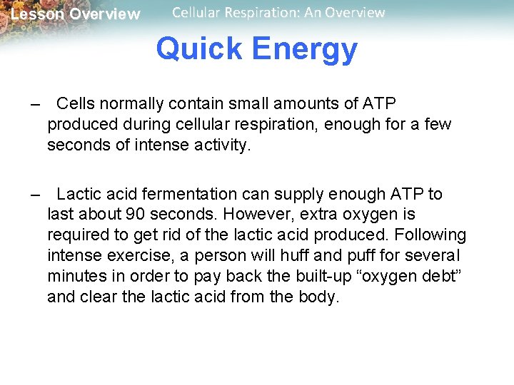 Lesson Overview Cellular Respiration: An Overview Quick Energy – Cells normally contain small amounts