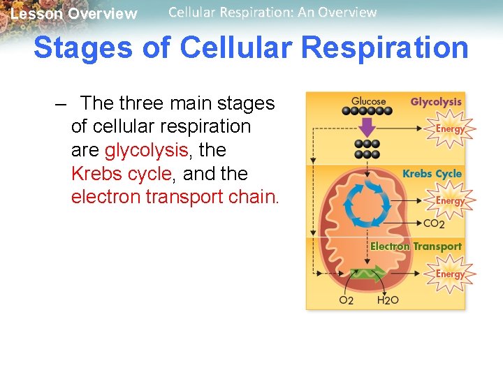 Lesson Overview Cellular Respiration: An Overview Stages of Cellular Respiration – The three main