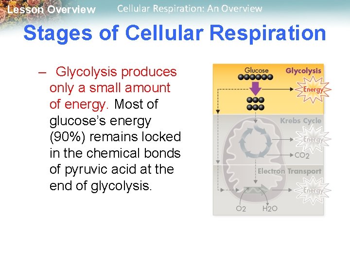 Lesson Overview Cellular Respiration: An Overview Stages of Cellular Respiration – Glycolysis produces only