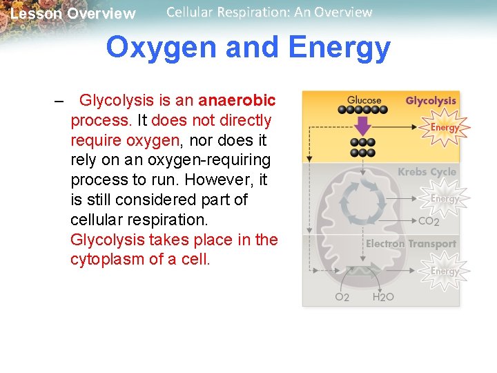 Lesson Overview Cellular Respiration: An Overview Oxygen and Energy – Glycolysis is an anaerobic
