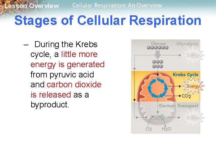 Lesson Overview Cellular Respiration: An Overview Stages of Cellular Respiration – During the Krebs