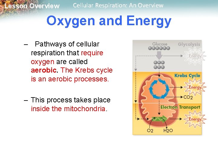 Lesson Overview Cellular Respiration: An Overview Oxygen and Energy – Pathways of cellular respiration