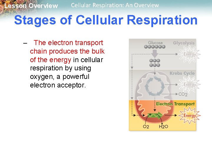 Lesson Overview Cellular Respiration: An Overview Stages of Cellular Respiration – The electron transport