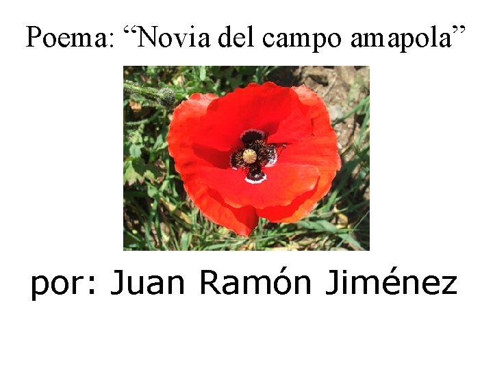 Poema: “Novia del campo amapola” por: Juan Ramón Jiménez 