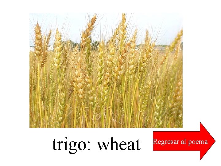 trigo: wheat Regresar al poema 