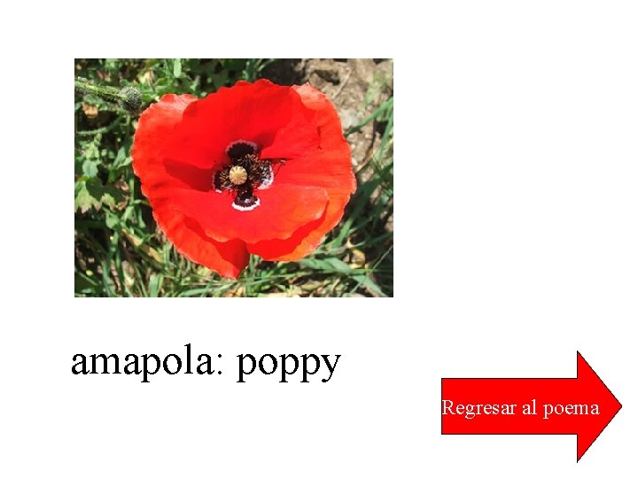 amapola: poppy Regresar al poema 