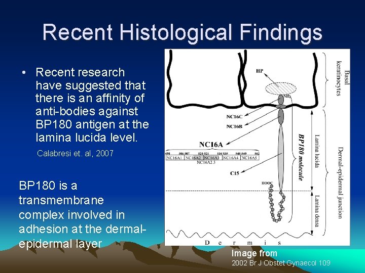 Recent Histological Findings • Recent research have suggested that there is an affinity of