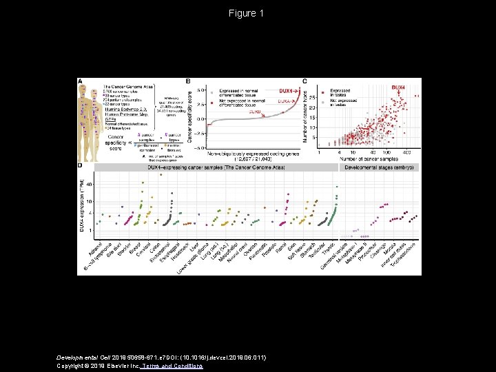 Figure 1 Developmental Cell 2019 50658 -671. e 7 DOI: (10. 1016/j. devcel. 2019.