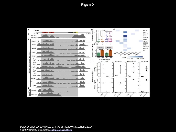 Figure 2 Developmental Cell 2019 50658 -671. e 7 DOI: (10. 1016/j. devcel. 2019.