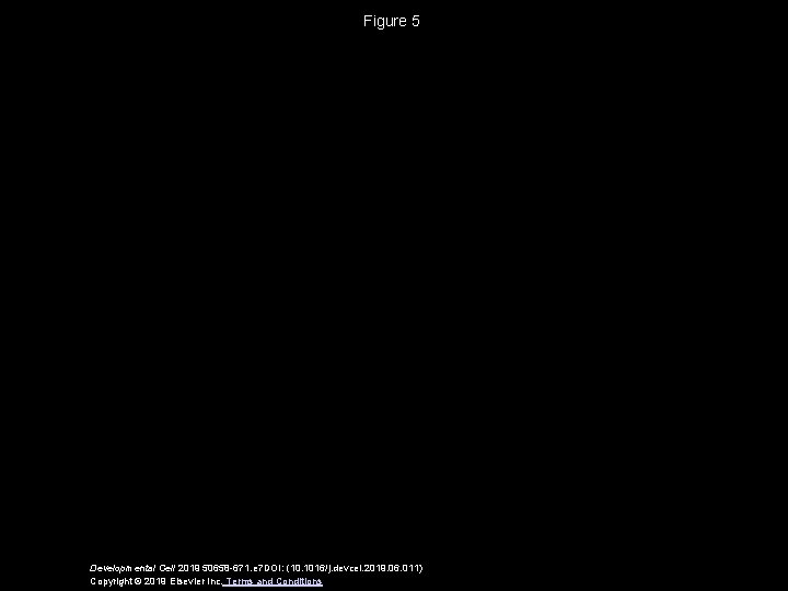 Figure 5 Developmental Cell 2019 50658 -671. e 7 DOI: (10. 1016/j. devcel. 2019.