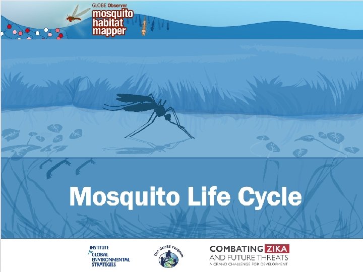 Mosquito Life Cycle 