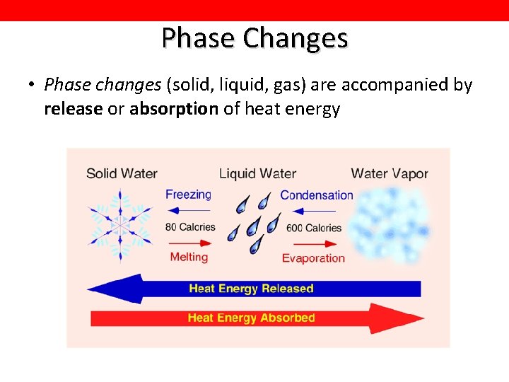 Phase Changes • Phase changes (solid, liquid, gas) are accompanied by release or absorption