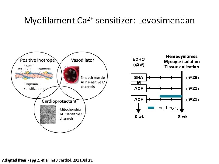 Myofilament Ca 2+ sensitizer: Levosimendan ECHO (q 2 w) Hemodymanics Myocyte isolation Tissue collection