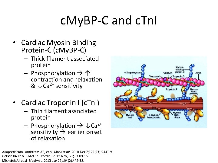 c. My. BP-C and c. Tn. I • Cardiac Myosin Binding Protein-C (c. My.