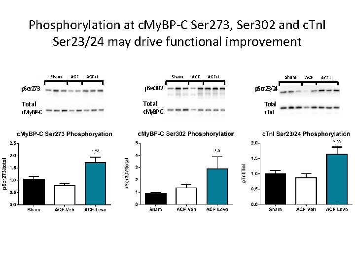 Phosphorylation at c. My. BP-C Ser 273, Ser 302 and c. Tn. I Ser