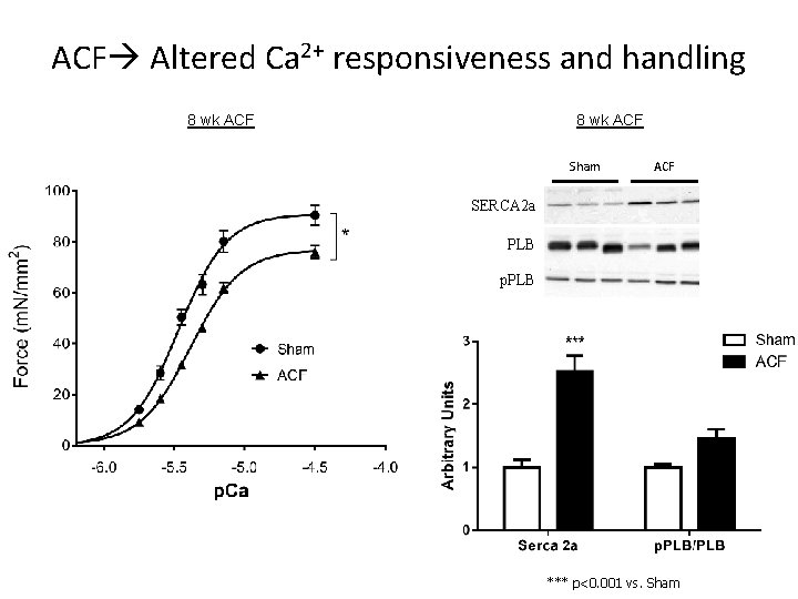 ACF Altered Ca 2+ responsiveness and handling 8 wk ACF Sham ACF SERCA 2