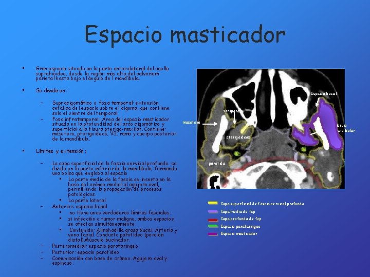 Espacio masticador • Gran espacio situado en la parte anterolateral del cuello suprahioideo, desde
