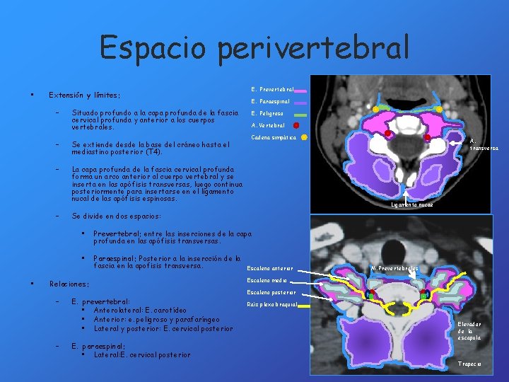 Espacio perivertebral • Extensión y límites: – – Se extiende desde la base del