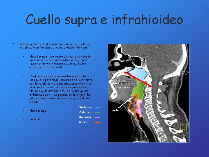 Cuello supra e infrahioideo • Anteriormente, la división anatómica del cuello se establecía en