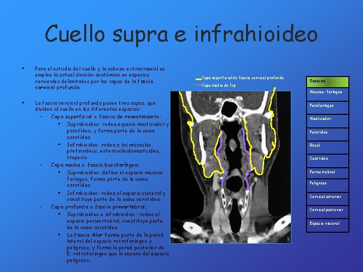 Cuello supra e infrahioideo • • Para el estudio del cuello y la cabeza
