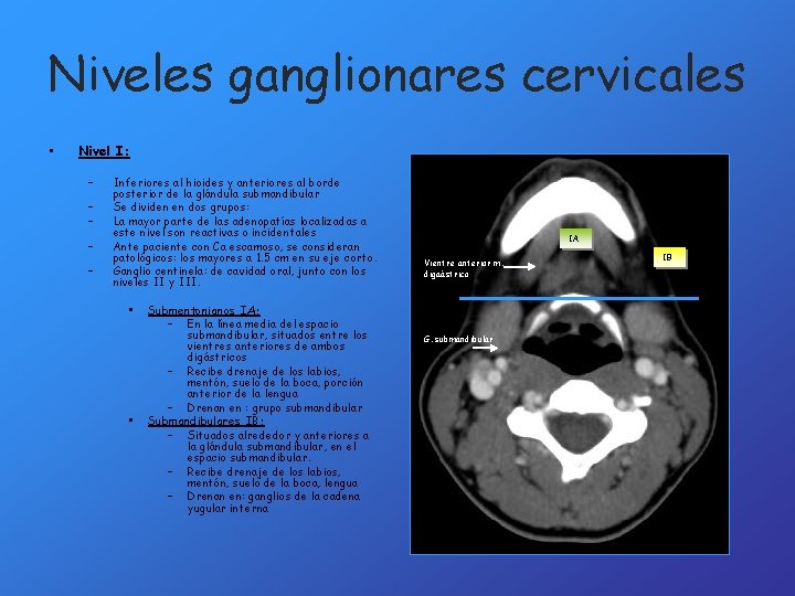 Niveles ganglionares cervicales • Nivel I: – – – Inferiores al hioides y anteriores