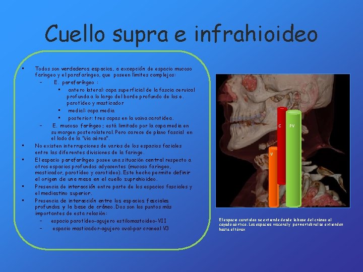 Cuello supra e infrahioideo • • • Todos son verdaderos espacios, a excepción de