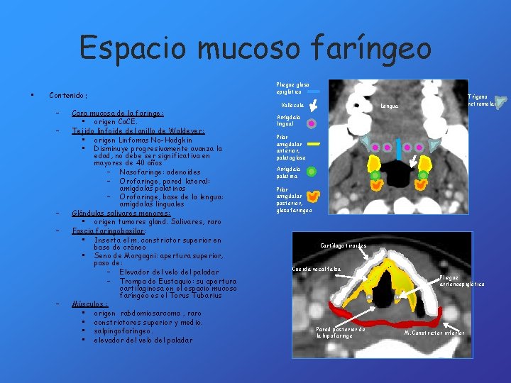 Espacio mucoso faríngeo • Contenido: – – – Cara mucosa de la faringe: •